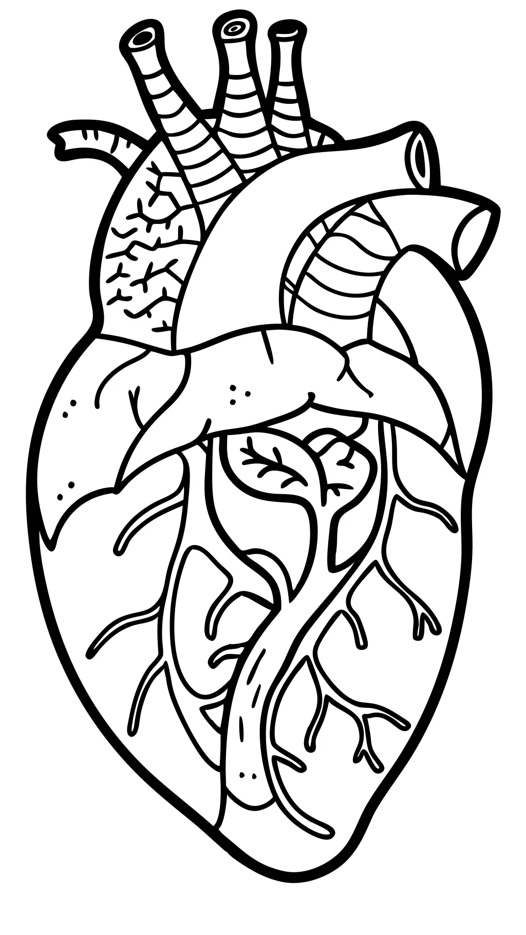 anatomical heart coloring pages